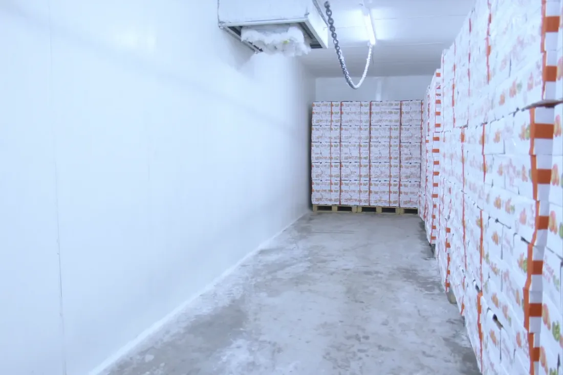 Pallets de cajas de fruta en una cámara de frío